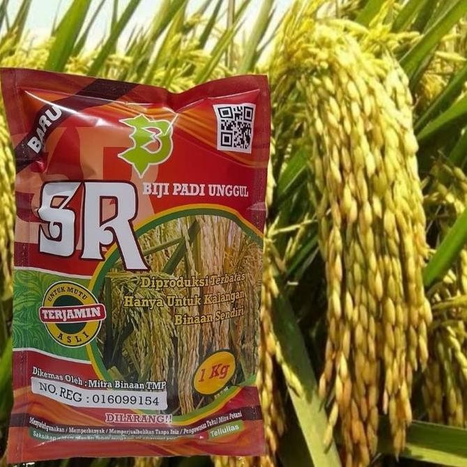 Promo Padi Unggul SR Super Genjah Terbaru / Biji Padi Unggul SR COD