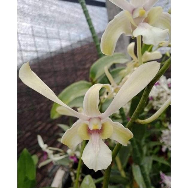 Promo Anggrek dendrobium keki capung kalimantan COD