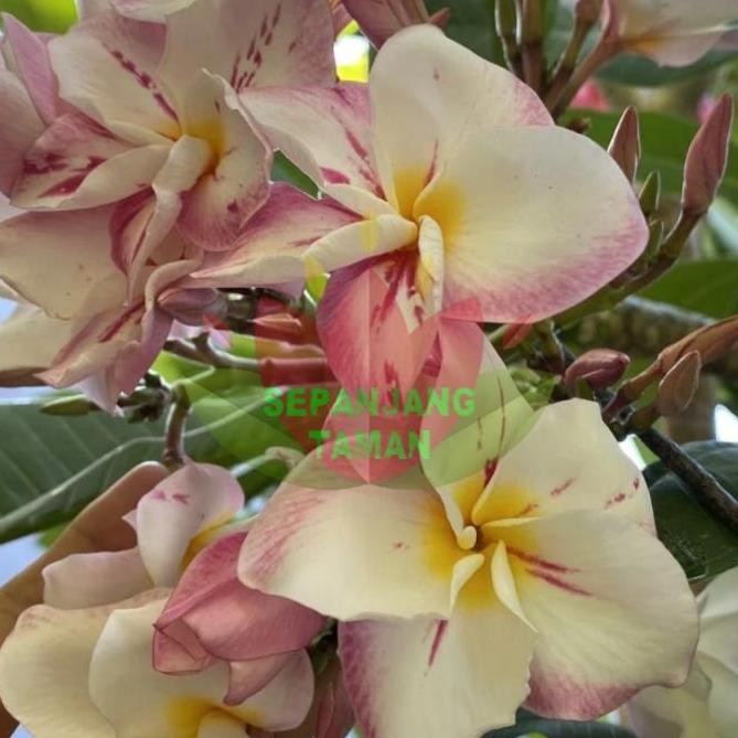 Promo Pohon Kamboja Plumeria Jepun Oceana 3 colour Tinggi 1 Meter / Kamboja Plumeria Jepun Oceana CO
