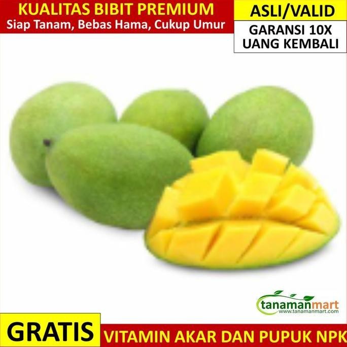 Promo Bibit Mangga Manalagi Asli Bergaransi, Pohon Buah Simanalagi Cangkok COD
