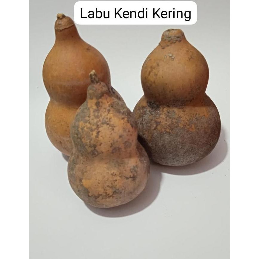 Labu Botol Kering Pajangan Dekorasi Alami | Labu Hias | Labu Kendi Kering