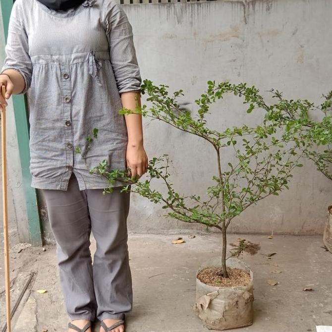 pohon ketapang kencana, tanaman hias pohon Ketapang kencana