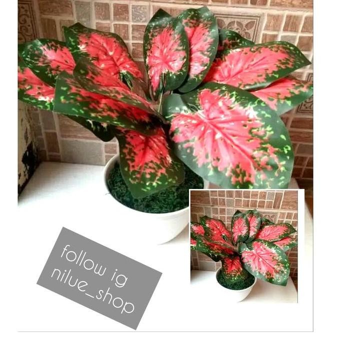 DF269>> artificial tanaman agronema daun sri rezeki dengan pot tawon plastik