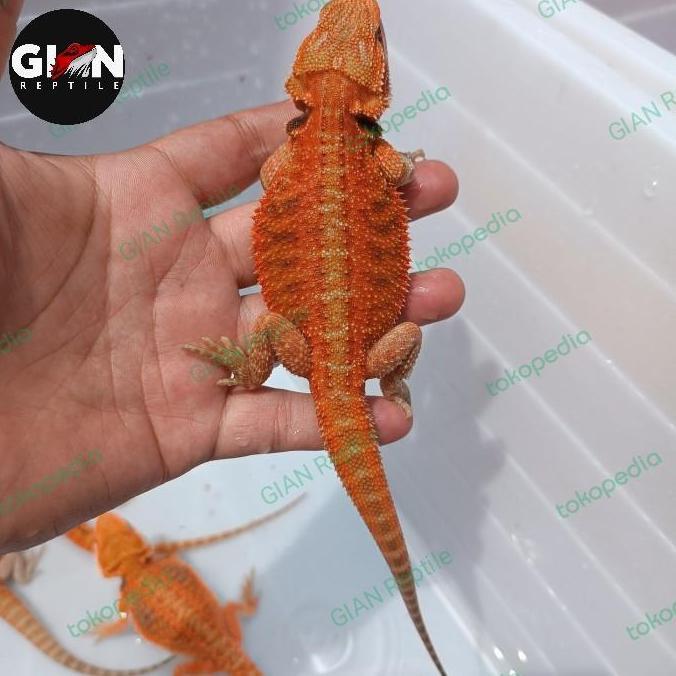 Deepanim- Bearded Dragon Super Red Hypo Trans 0-5Cm