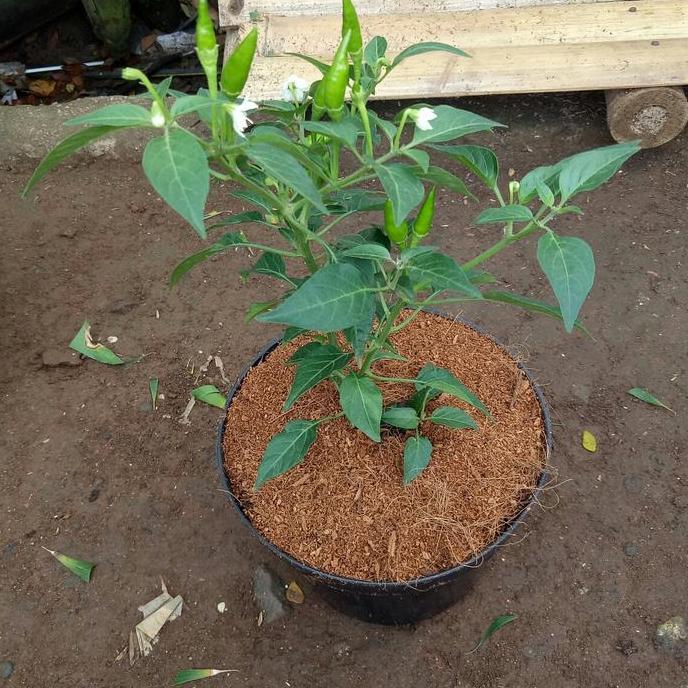 Promo Bibit Tanaman Cabe Rawit Berbuah Inc Pot Hitam Cod