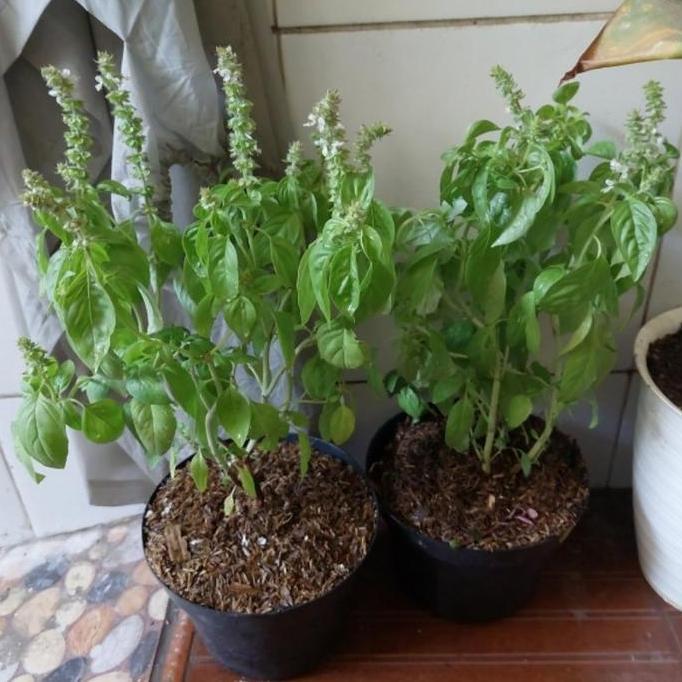 TANAMAN HIAS KEMANGI RIMBUN INC POT HITAM