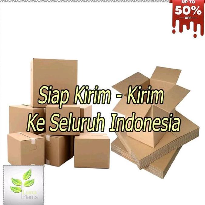 Promo Bibit Pohon Bidara Arab - Bidara Arab Cod