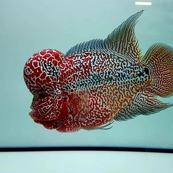 LOUHAN KAMFA F3 ANAKAN 18CM