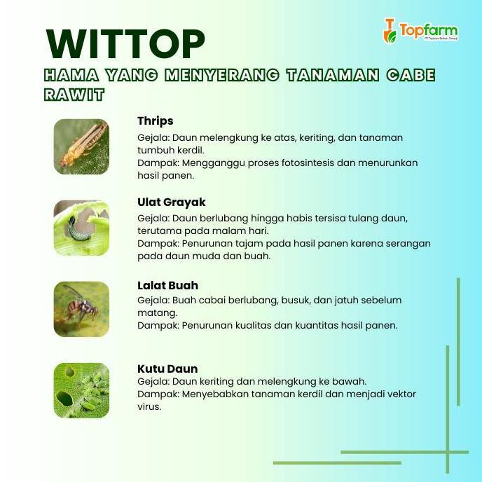 OBAT PATEK TERBAIK - OBAT PATEK CABE PALING AMPUH / OBAT JAMUR CABE RAWIT / OBAT PATEK CABE RAWIT / 