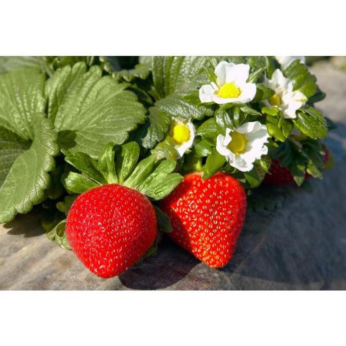 10 Benih Bibit Stroberi Benih Buah Strawberry California Cepat Berbuah Tanaman Buah Stroberi Manis I