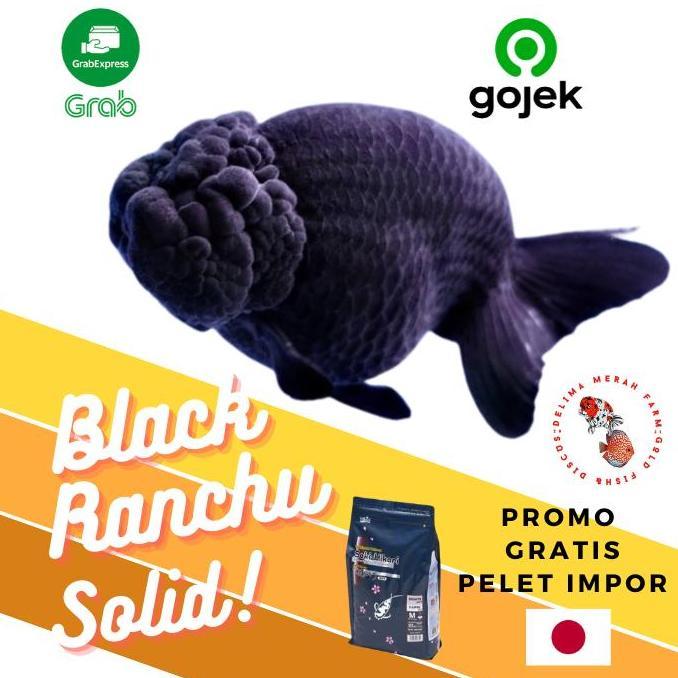 MAS KOKI BLACK RANCHU GOSONG LINE THAILAND SIZE 9-10 DIJAMIN HITAM PKT