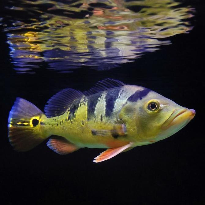 Fishmen- Peacock Bass Monoculus / Pbass Mono / Ikan Predator Air Tar