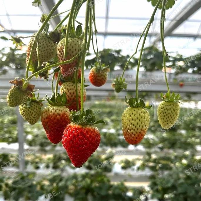Newton- Bibit Strawberry Nyoho