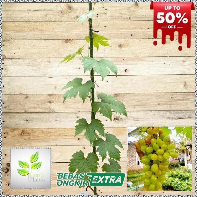 Newton- Paket 6 Bibit Anggur Import - Bibit Anggur Unggul - Bibit Buah Anggur