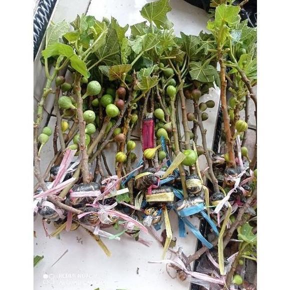 bibit cangkok kondisi sudah BERBUAH. bibit pohon buah tin ara fig. TERLARIS HALAL