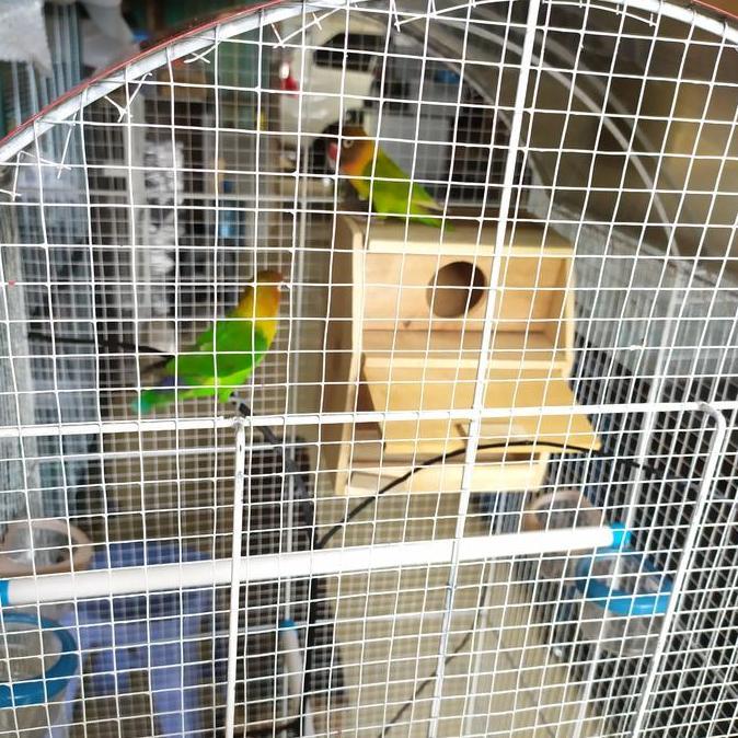 kandang ternak love bird kandang koloni