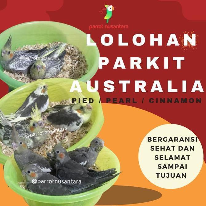 Super Promo, Lolohan Parkit Australia Falk Cockatiel Anakan