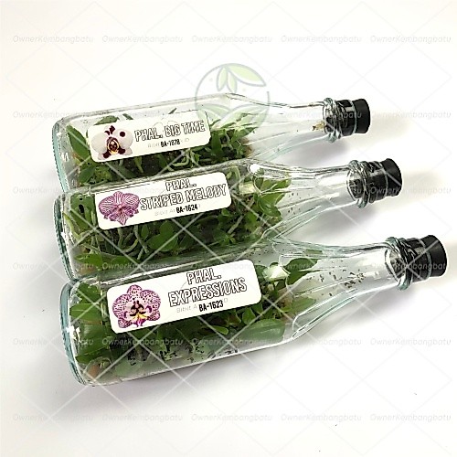 BIBIT ANGGREK BULAN BOTOL | BIBIT ANGGREK BULAN | BIBIT ANGGREK DALAM BOTOL | ANGGREK BOTOLAN