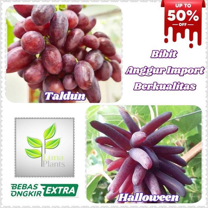 Harve- Bibit Anggur Import - Bibit Buah Anggur Import