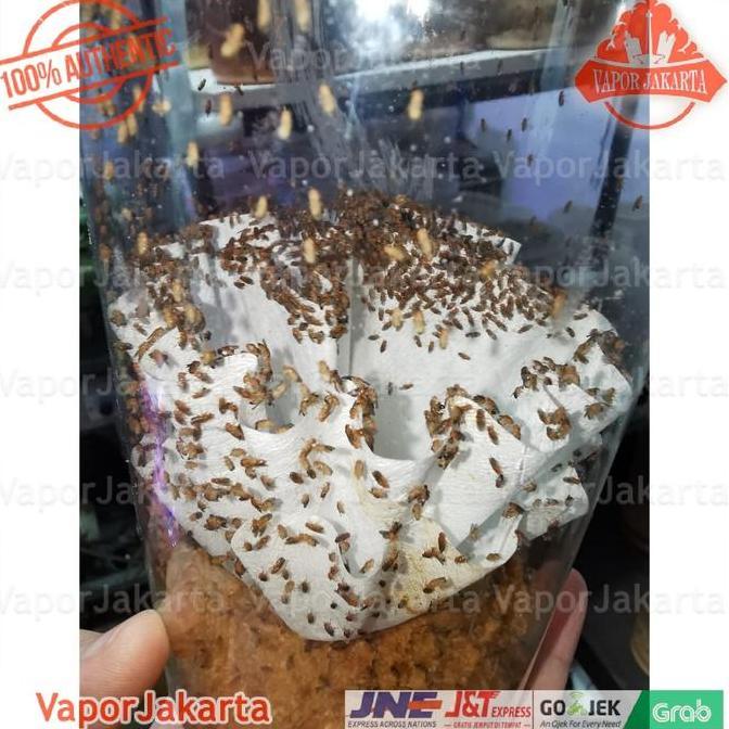 Drosophila Melanogaster Lalat Buah - Dart Frog (READY STOCK)