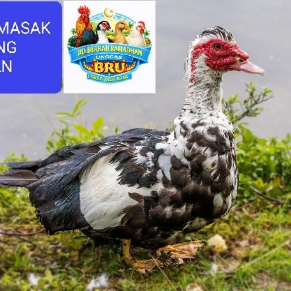KIRIM INSTAN Daging Entog atau Mentok Potong fresh