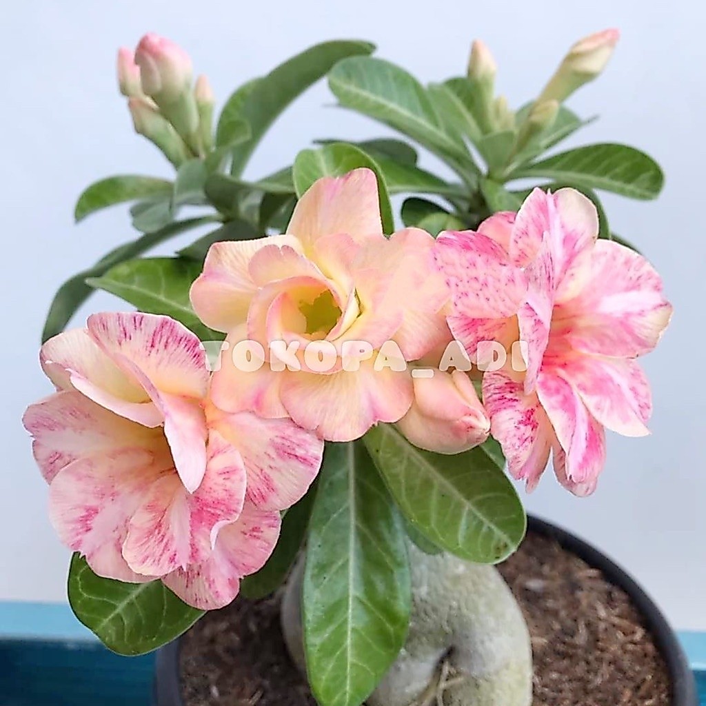 TANAMAN HIAS BUNGA ADENIUM TUMPUK || BUNGA ADENIUM TUMPUK