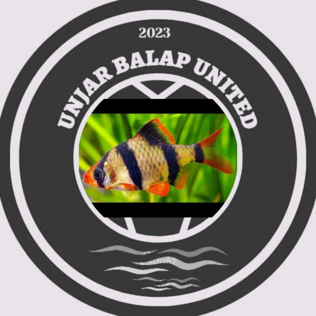 Tiger barb / tiger sumatra / sumatra barb / hiasan aquarium