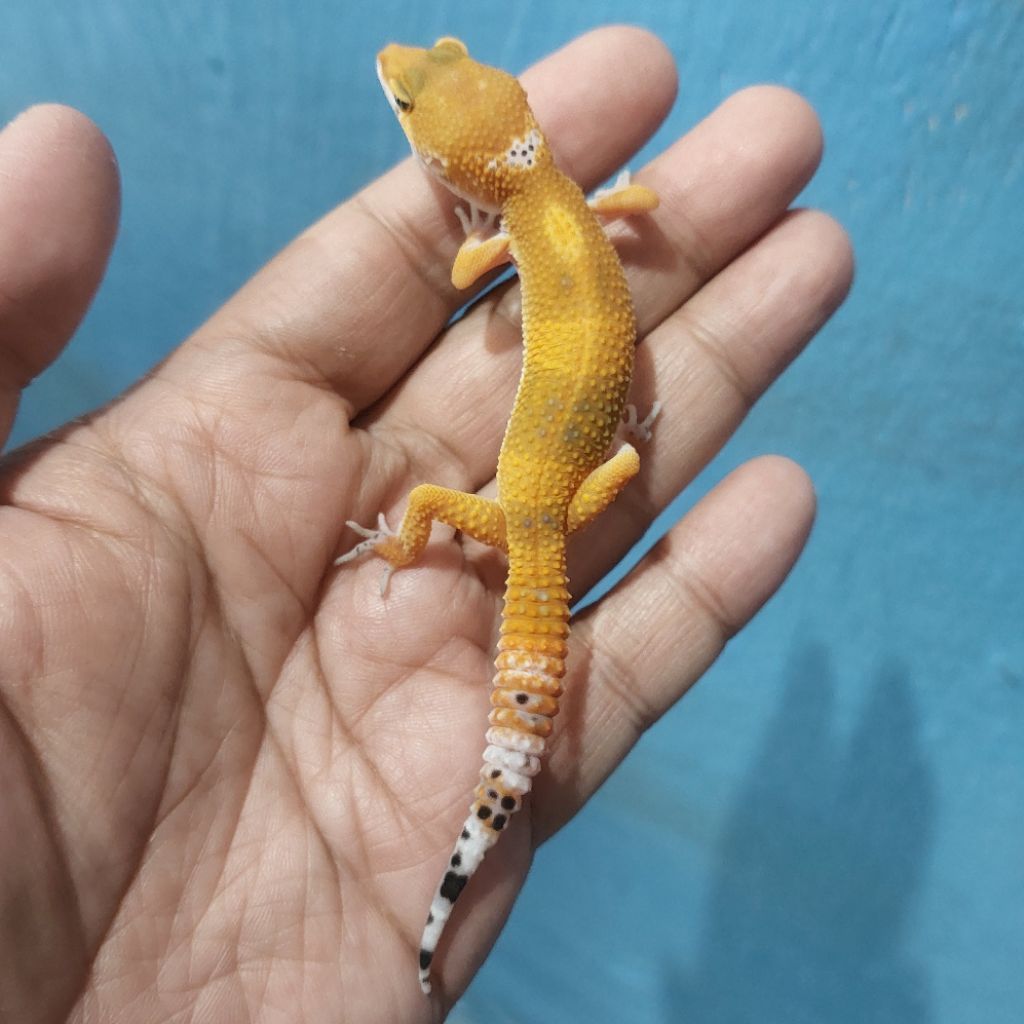 Mainan Leopard Gecko Emerine