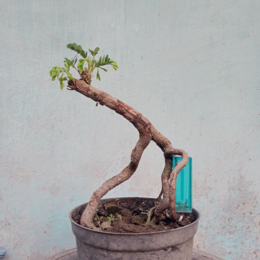 bahan bonsai asem jawa