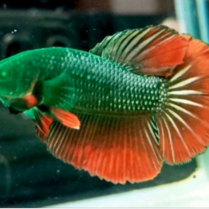 HALFMOON RED COPPER HULK
