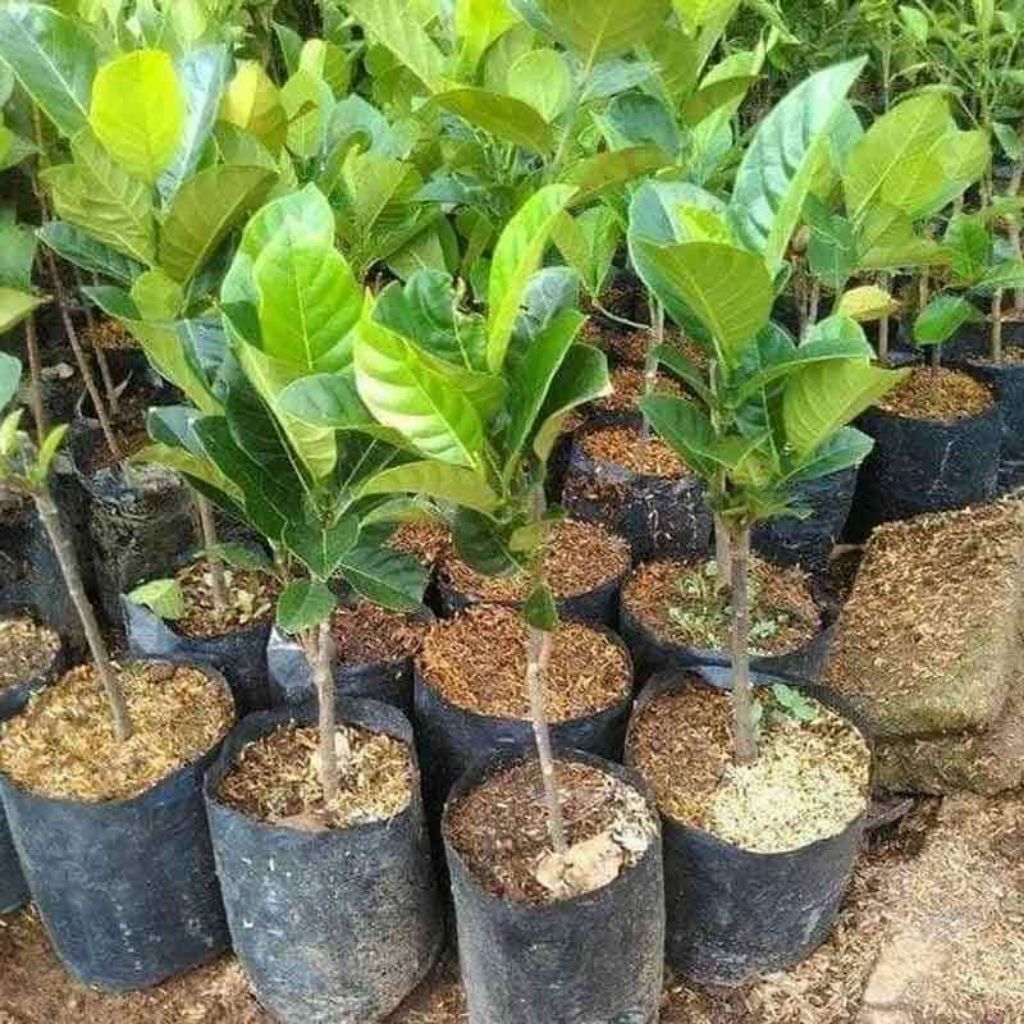 bibit nangka mini okulasi
