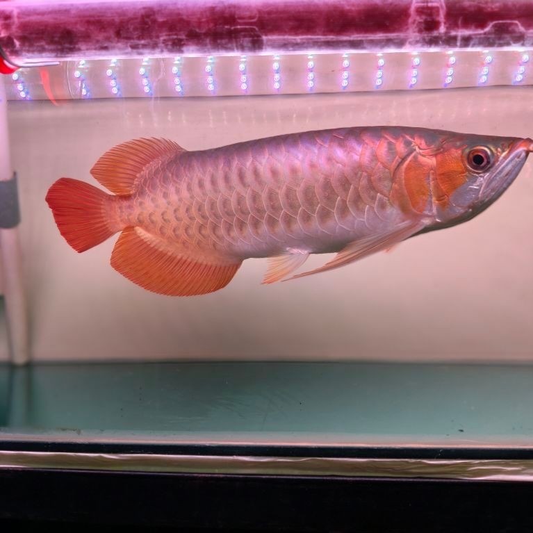 Ikan Arwana Super Red