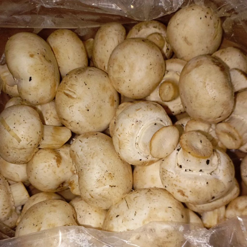 Jamur Kancing Campignon segar