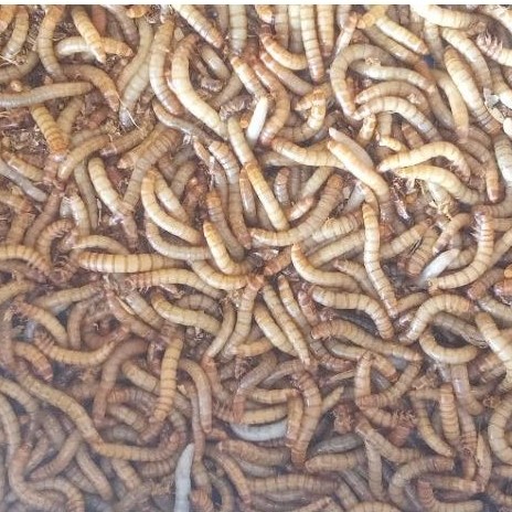 Ulat Hongkong | Mealworm | Pakan Burung Kicau EF Murai Kacer Pleci | Ready Stock