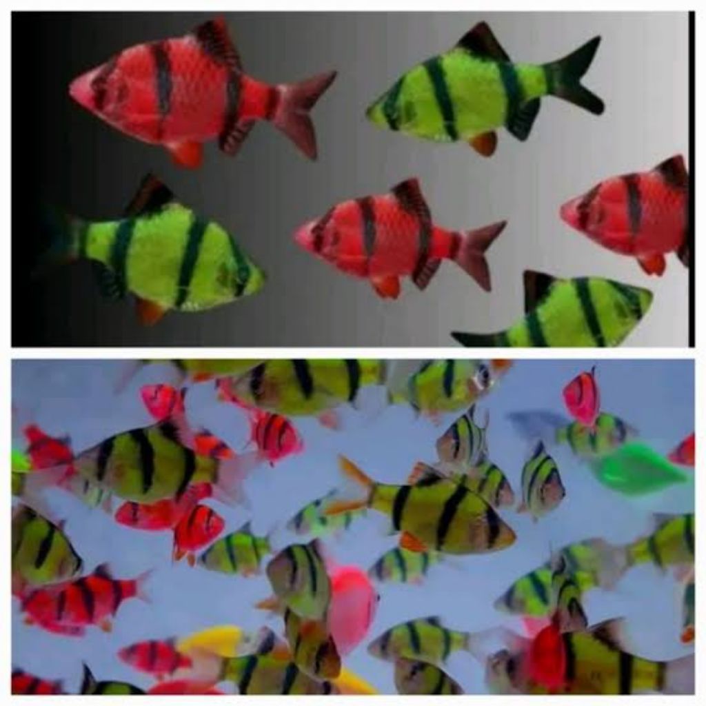 ikan hias Sumatra/ ikan hias tetra Sumatra