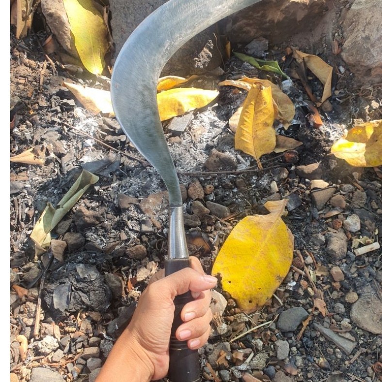 sabit rumput asli khas madura