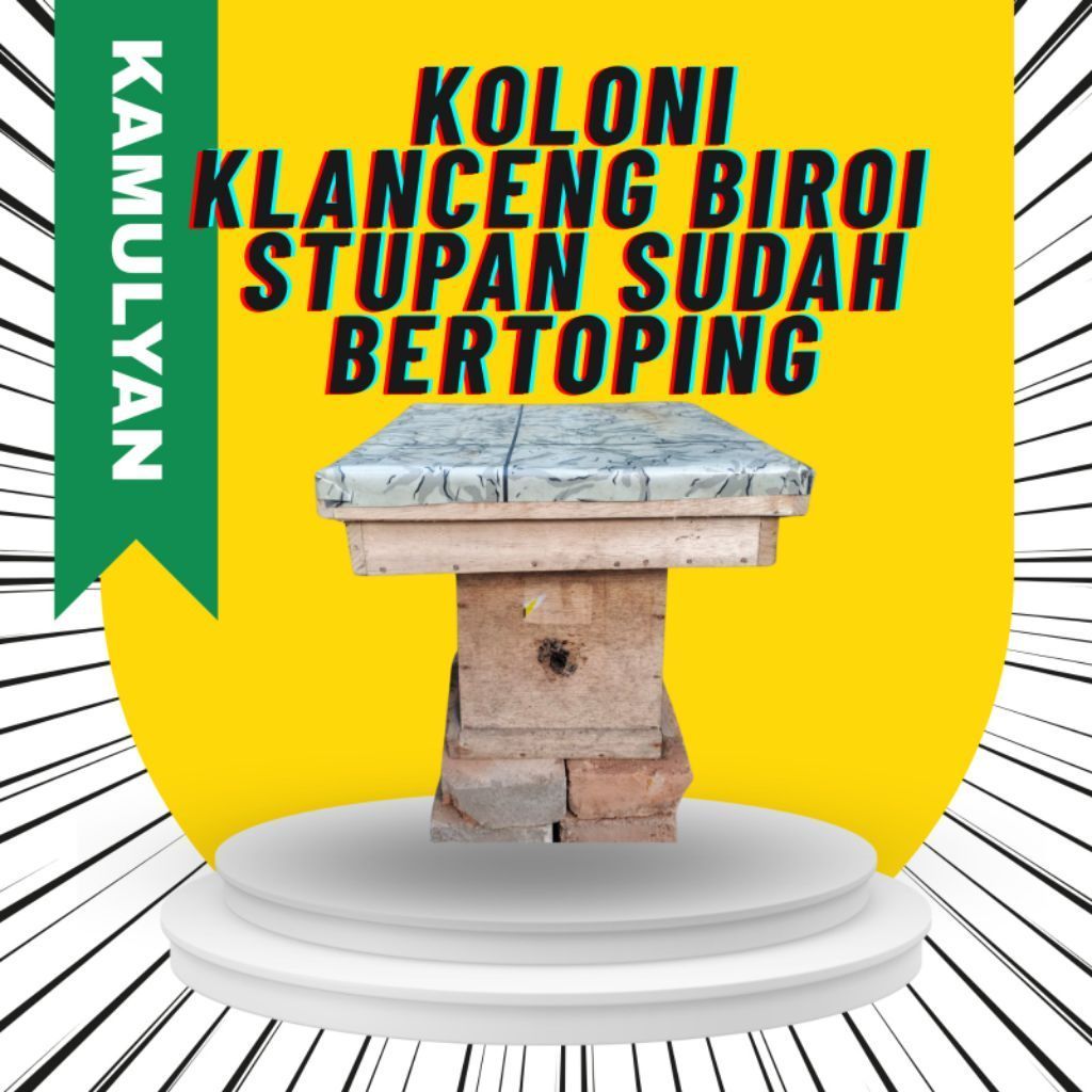Koloni lebah Klanceng/Trigona Biroi Stupan dan sudah Toping