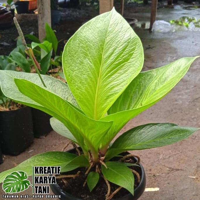 Clickgarden- Tanaman Hias Anthurium Jemani Cobra Catalog - Jemani Kobra Katalog