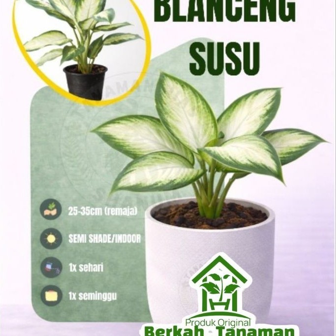 Tanaman hias blanceng susu - aglonema susu - blanceng susu - blanceng