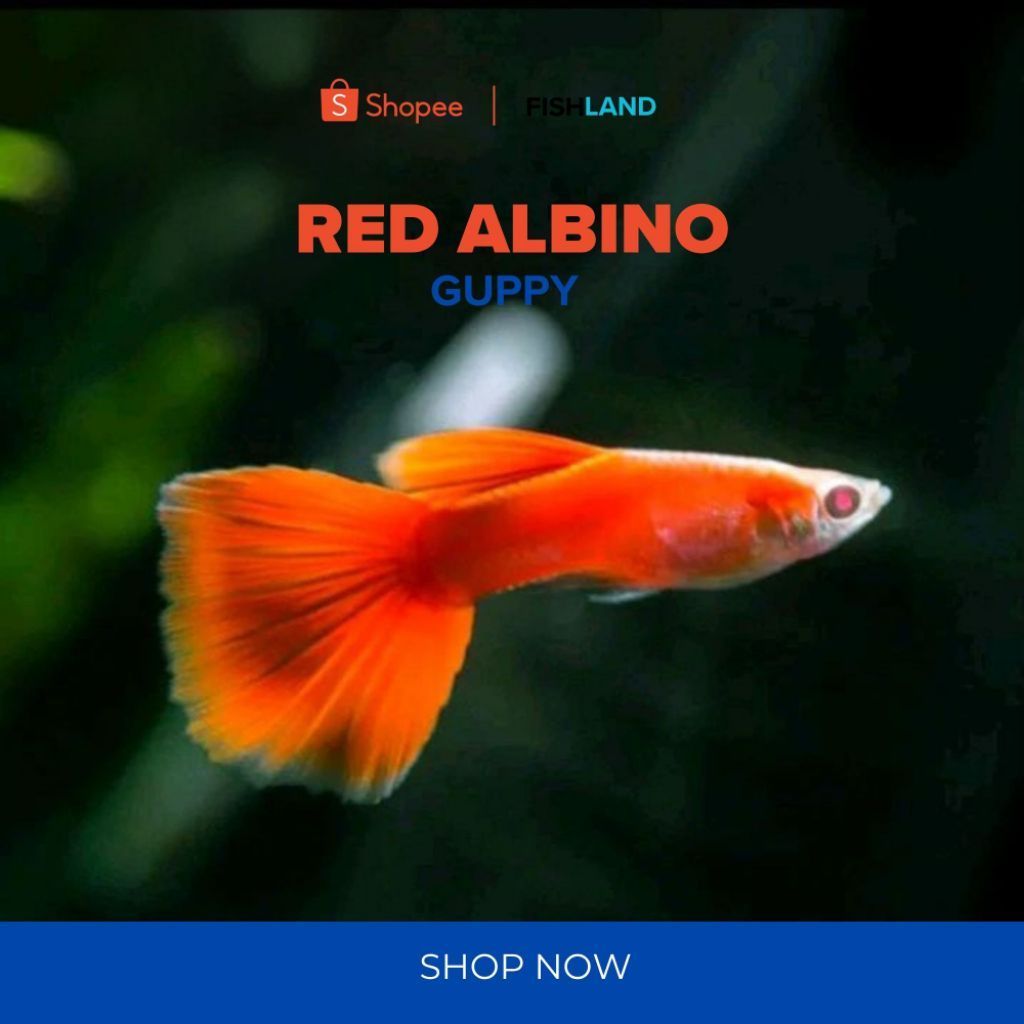 Ikan Guppy AFR Albino Full Red, Black Moscow Hiasan Aquarium