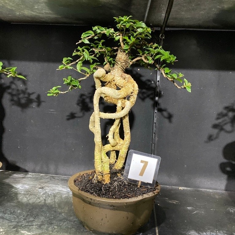 bonsai sakura Micro