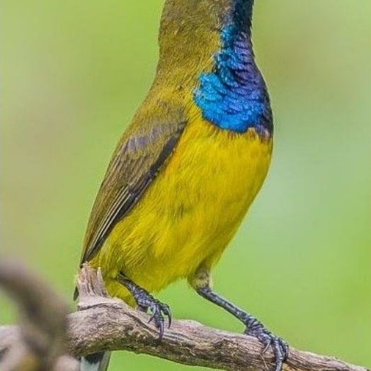 burung sogon Jantan metatol