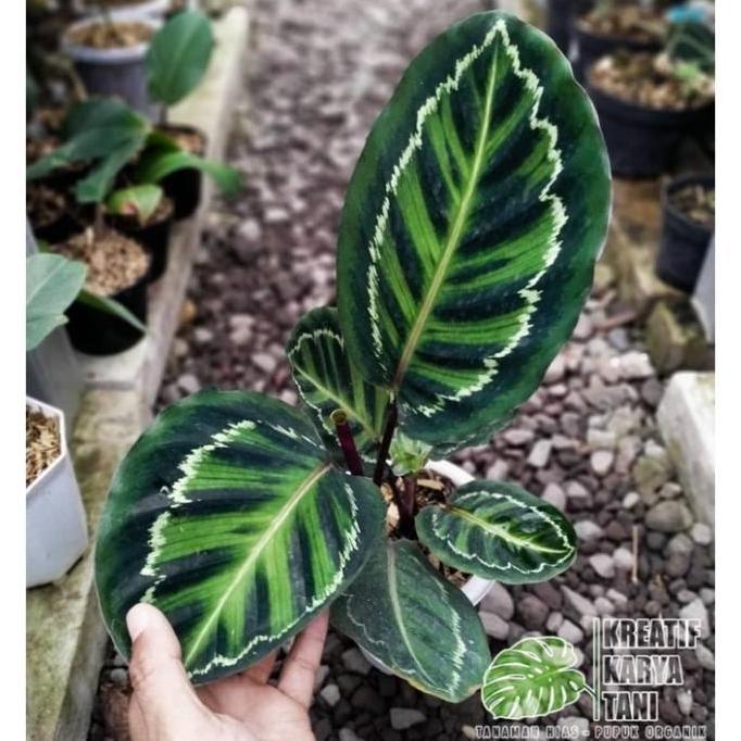 Promo Tanaman Hias Calathea Linden - Calathea Linden Diskon