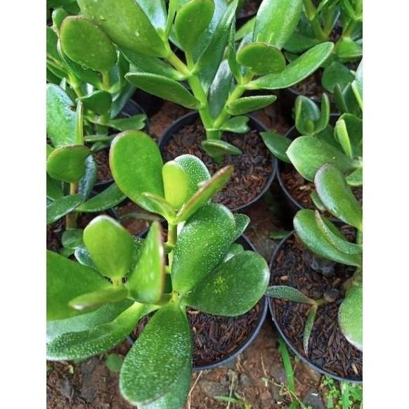 Promo Tanaman Hias Jade Plant / Jade Plant / pohon uang / Tanaman Hias Giok Tanaman hias hidup Disko
