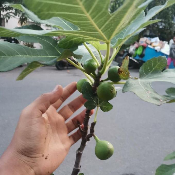 Promo pohon buah tin green jordan sudah berbuah / tanaman buah tin Diskon