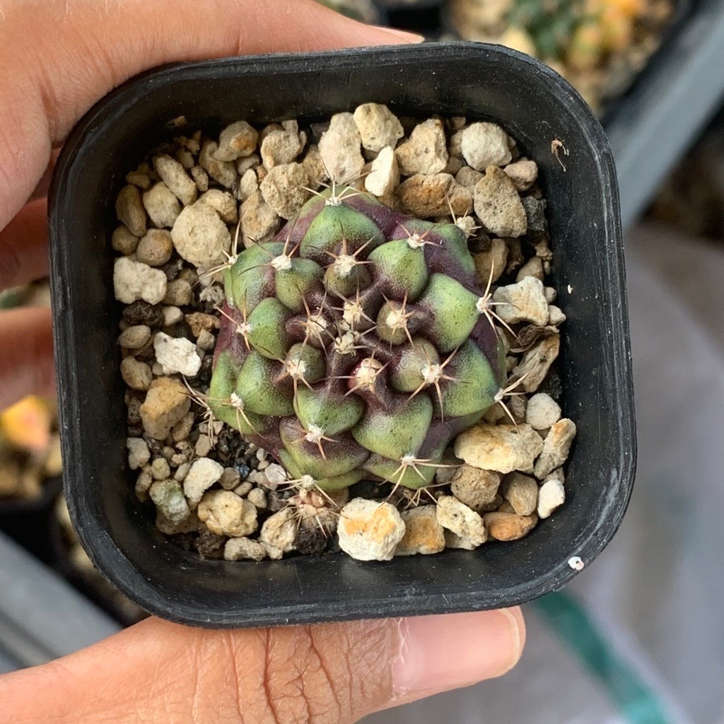 dt17 Gymnocalycium Mihanovichii Hybrid gymno miha mihanovichi jumbo kaktus tanaman hias hidup gurun 