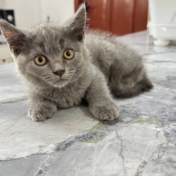 KUCING KITTEN BSH BLUE British Short Hair Cat