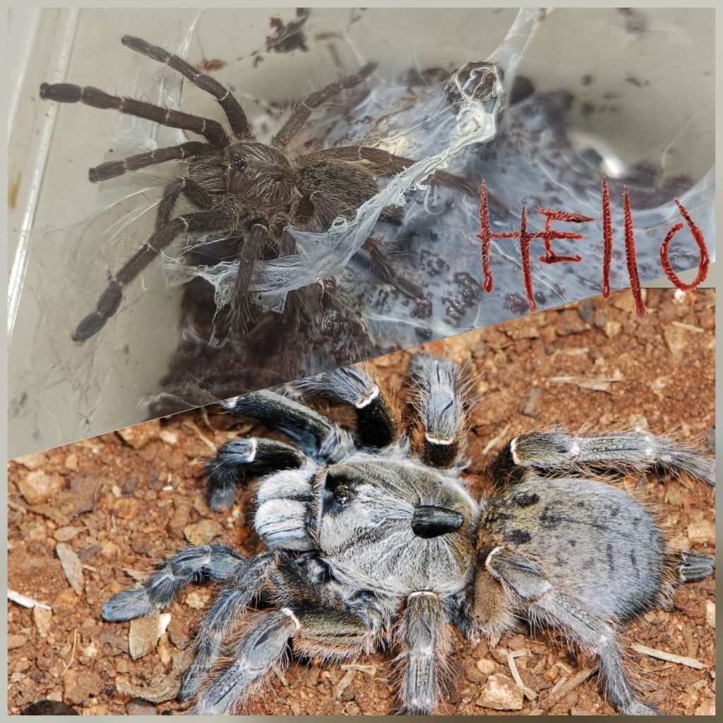 Hiasan enclouser tarantula darlingi sling by Z.E.I