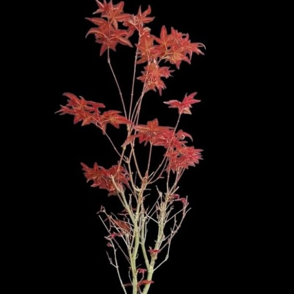 pohon import spesial jepang japanese red maple