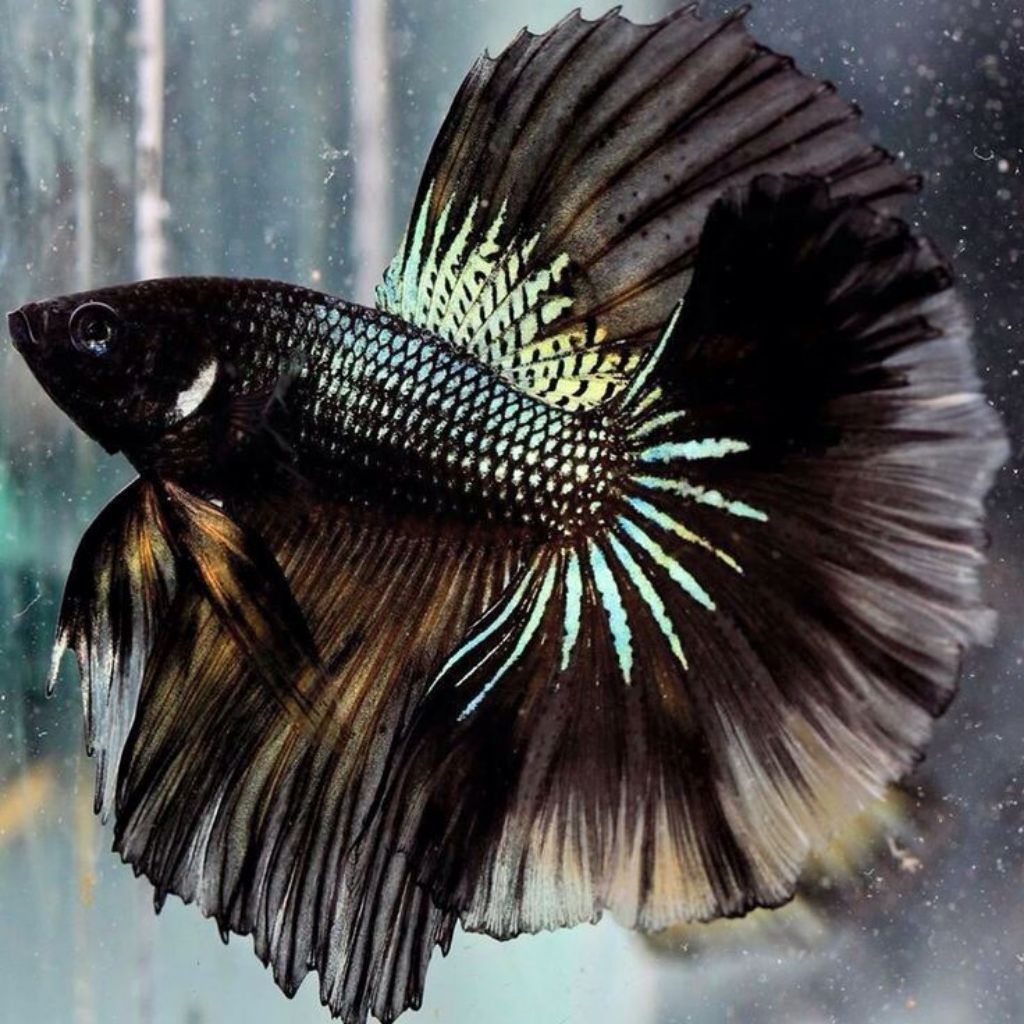 HALFMOON SAMURAI BLACK/RED ASLI